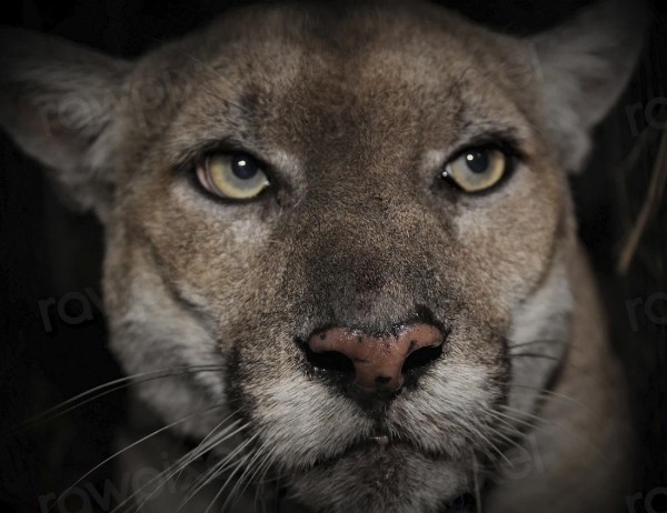 Face of a mountain lion